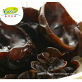 Wholesale distribute bulk IQF frozen black fungus